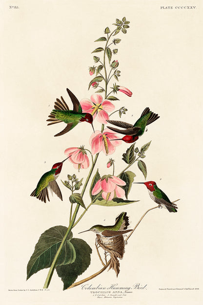 A framed print of a Columbian Humming Bird with accompanying floral elements, presented in a portrait orientation.