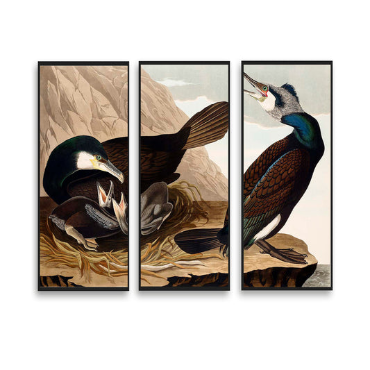 Common Cormorant by John J. Audubon  | Choose Style | Size & Trim Color
