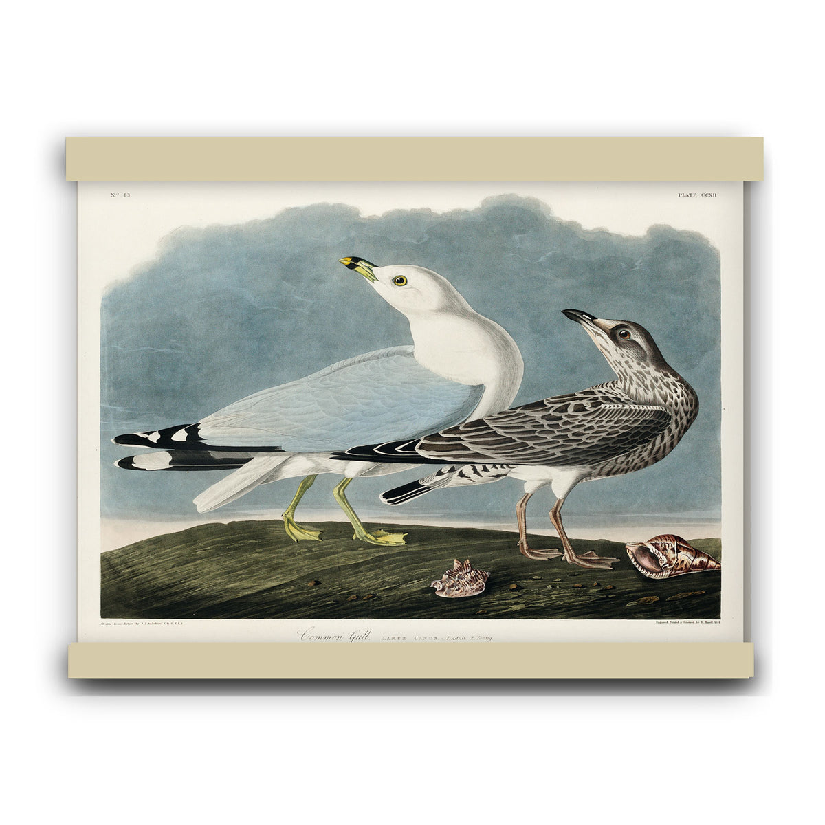 Common American Gull from Birds of America (1827) by John James Audubon | Hanging Canvas Art | Choice of Board Colors