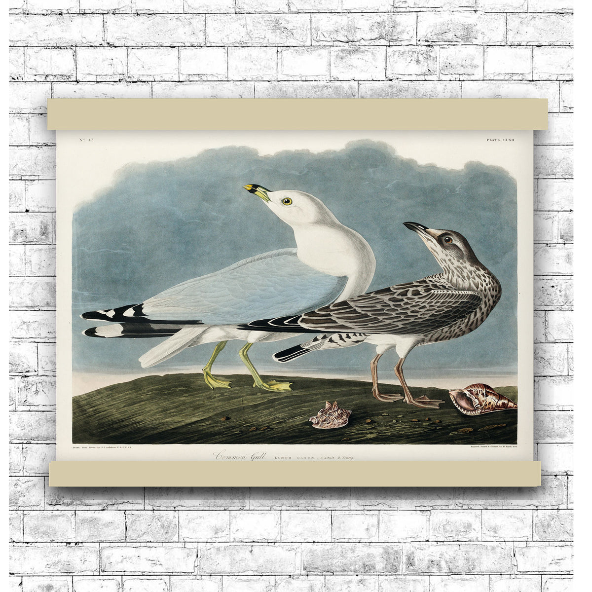 Common American Gull from Birds of America (1827) by John James Audubon | Hanging Canvas Art | Choice of Board Colors