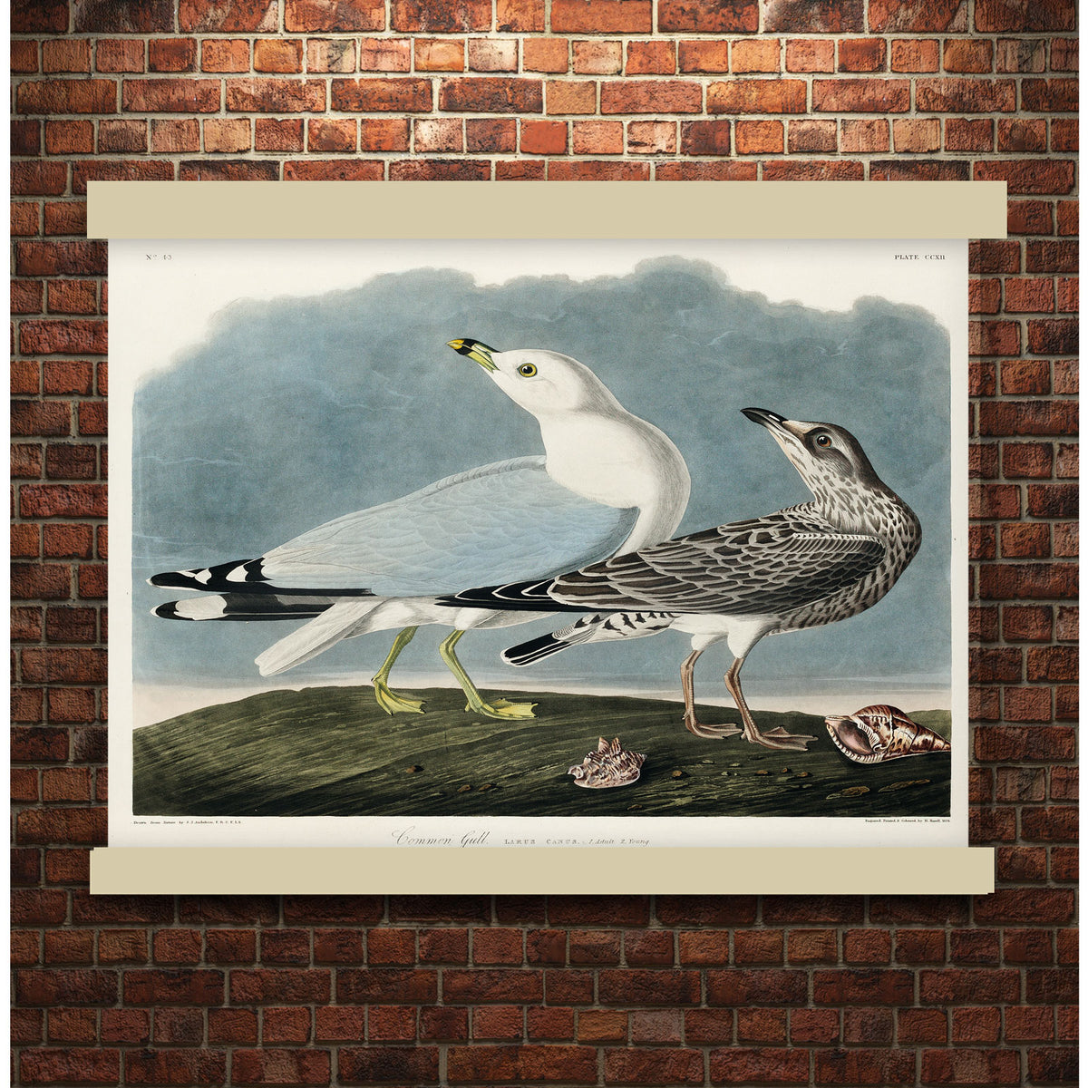 Common American Gull from Birds of America (1827) by John James Audubon | Hanging Canvas Art | Choice of Board Colors