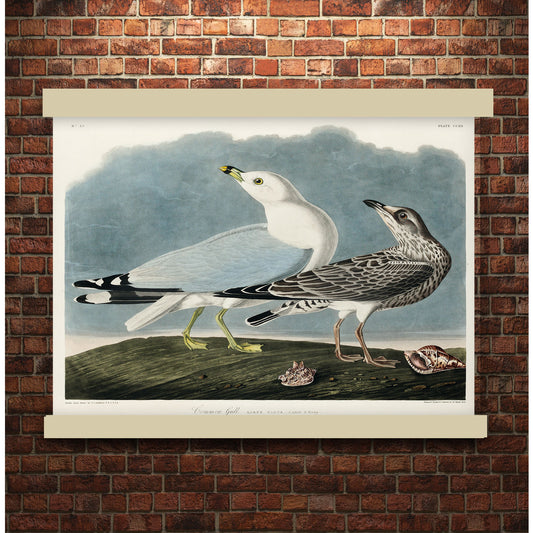 Common American Gull from Birds of America (1827) by John James Audubon | Hanging Canvas Art | Choice of Board Colors