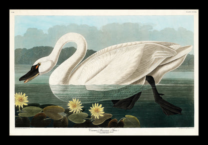Common American Swan by John J. Audubon