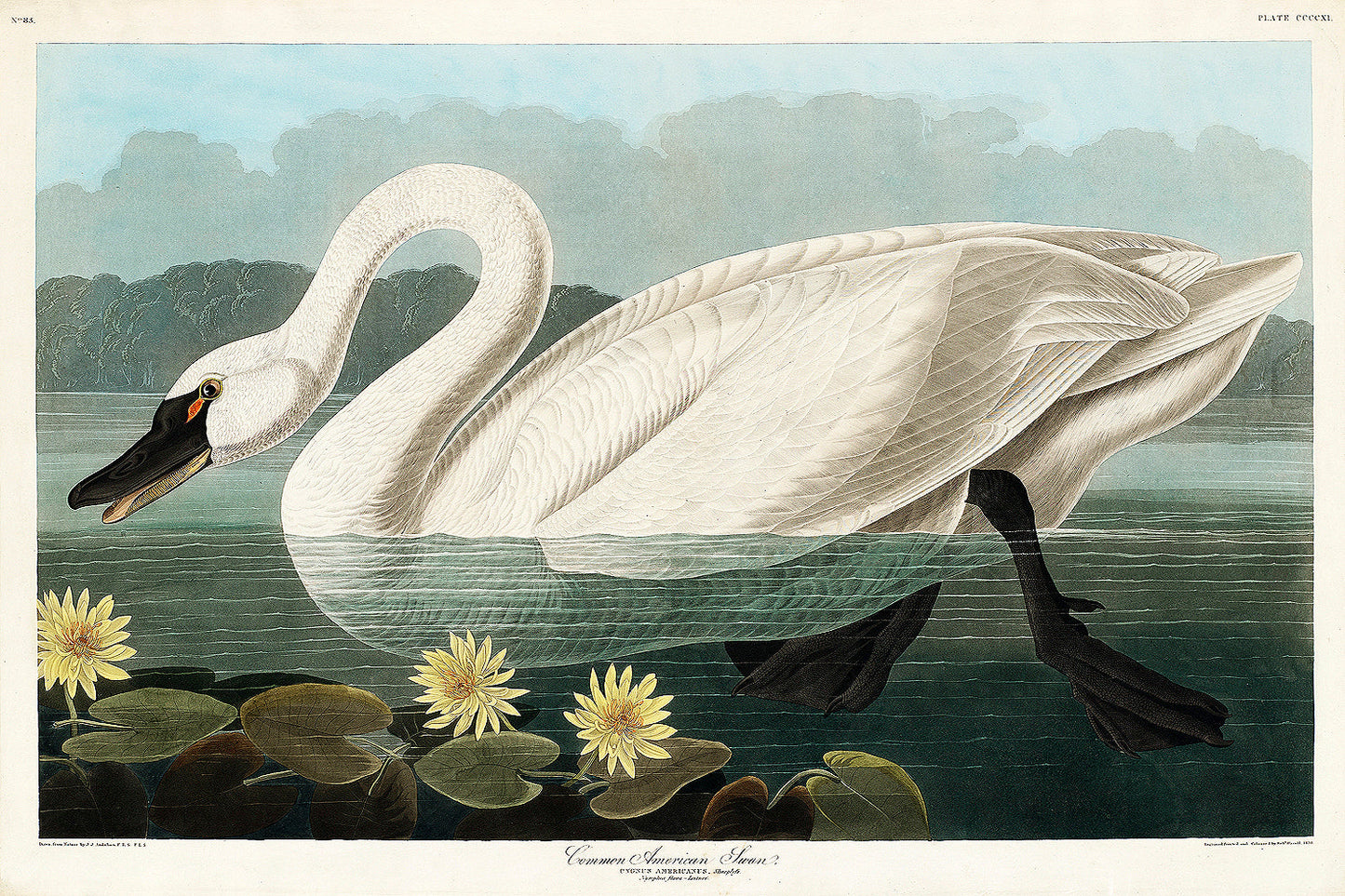 English Black Cocks by John J. Audubon