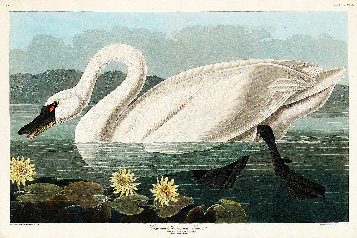 A framed print of a Common American Swan by John J. Audubon, depicting a swan in a natural water setting with lily pads.