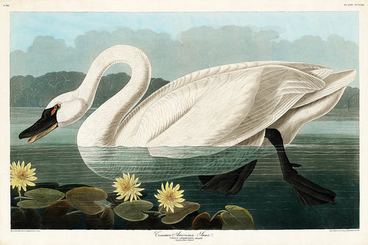 A framed print of a Common American Swan by John J. Audubon, depicting a swan in a natural water setting with lily pads.