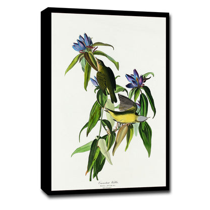 Connecticut Warbler by John J. Audubon
