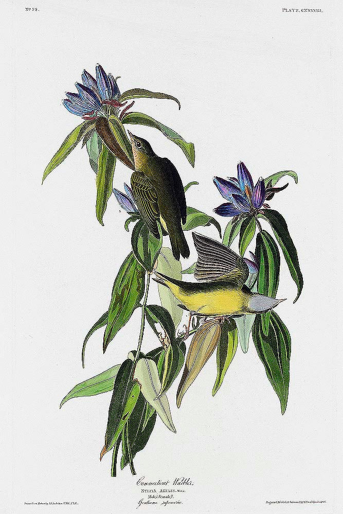 Connecticut Warbler by John J. Audubon
