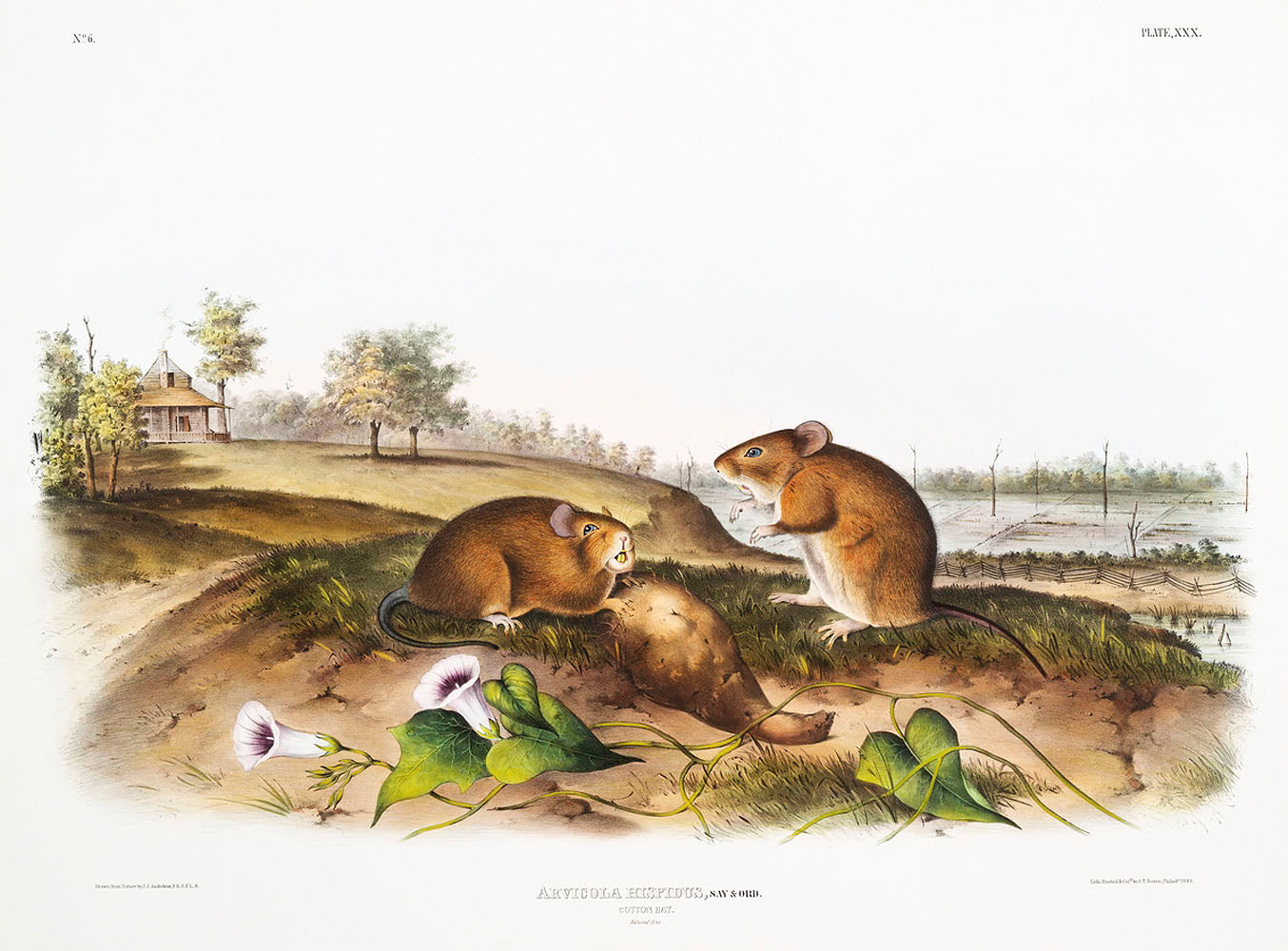 Cotton Rat (Arvicola hispidus) by John James Audubon