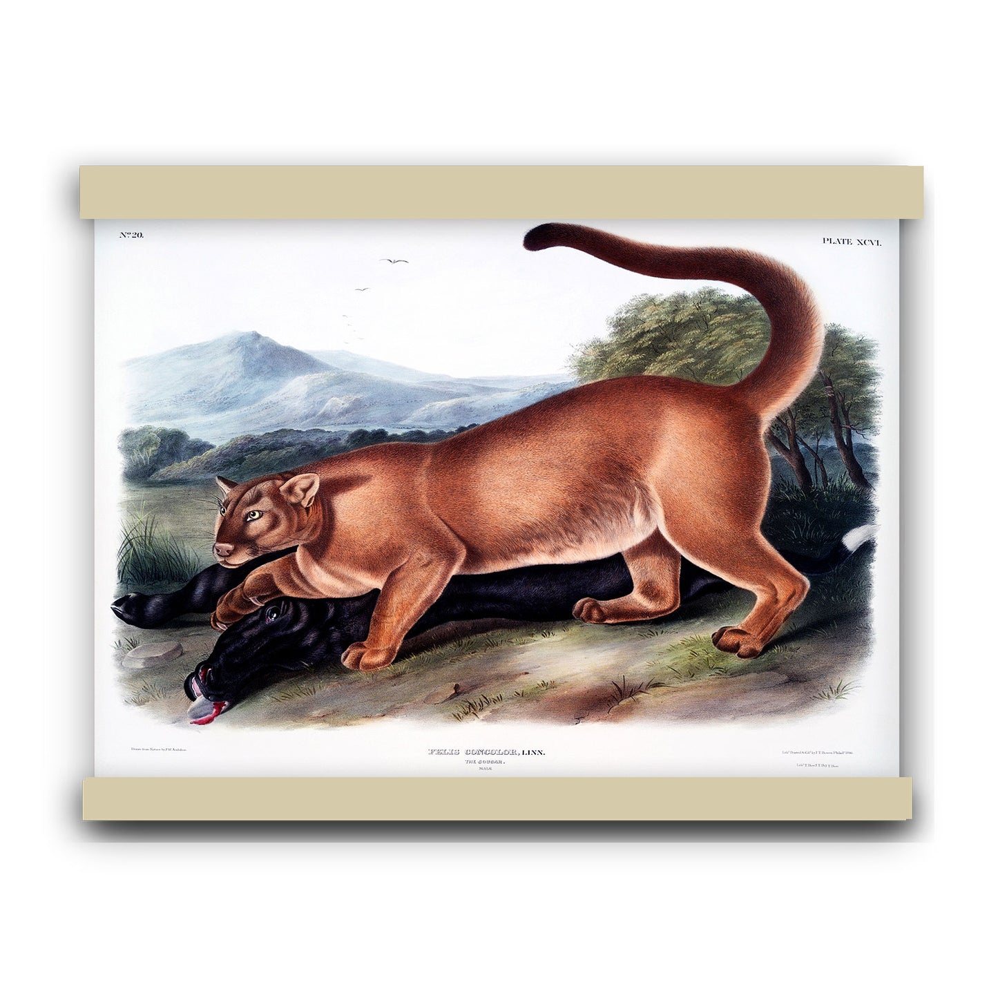 Cougar (Felis concolor) by John James Audubon | Hanging Canvas Art | Choice of Board Colors