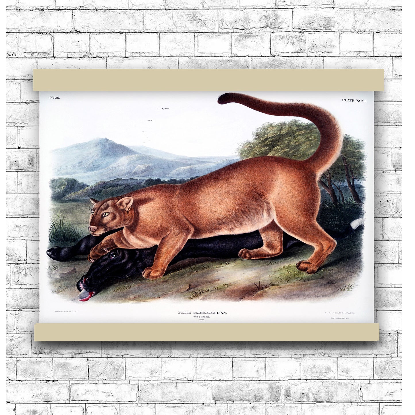 Cougar (Felis concolor) by John James Audubon | Hanging Canvas Art | Choice of Board Colors