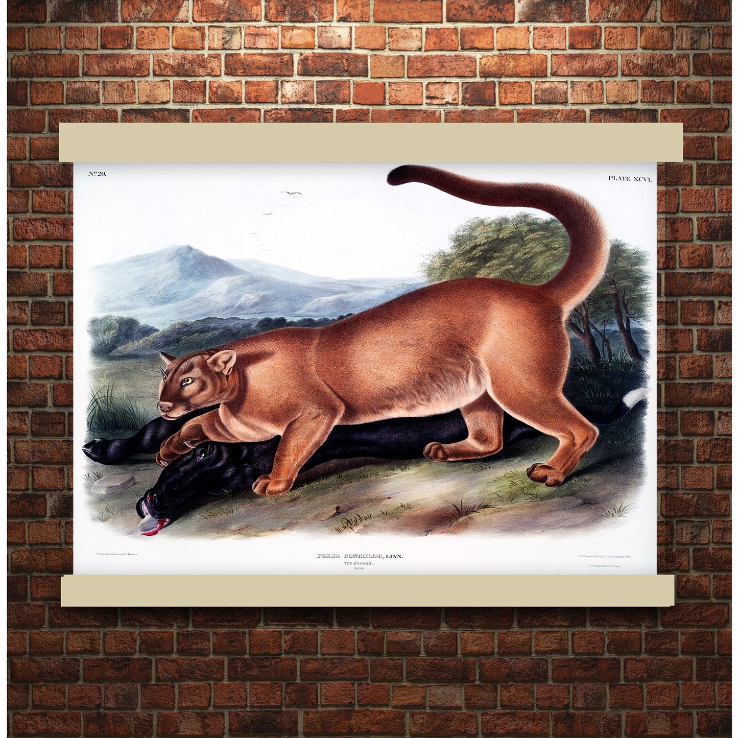 Cougar (Felis concolor) by John James Audubon | Hanging Canvas Art | Choice of Board Colors