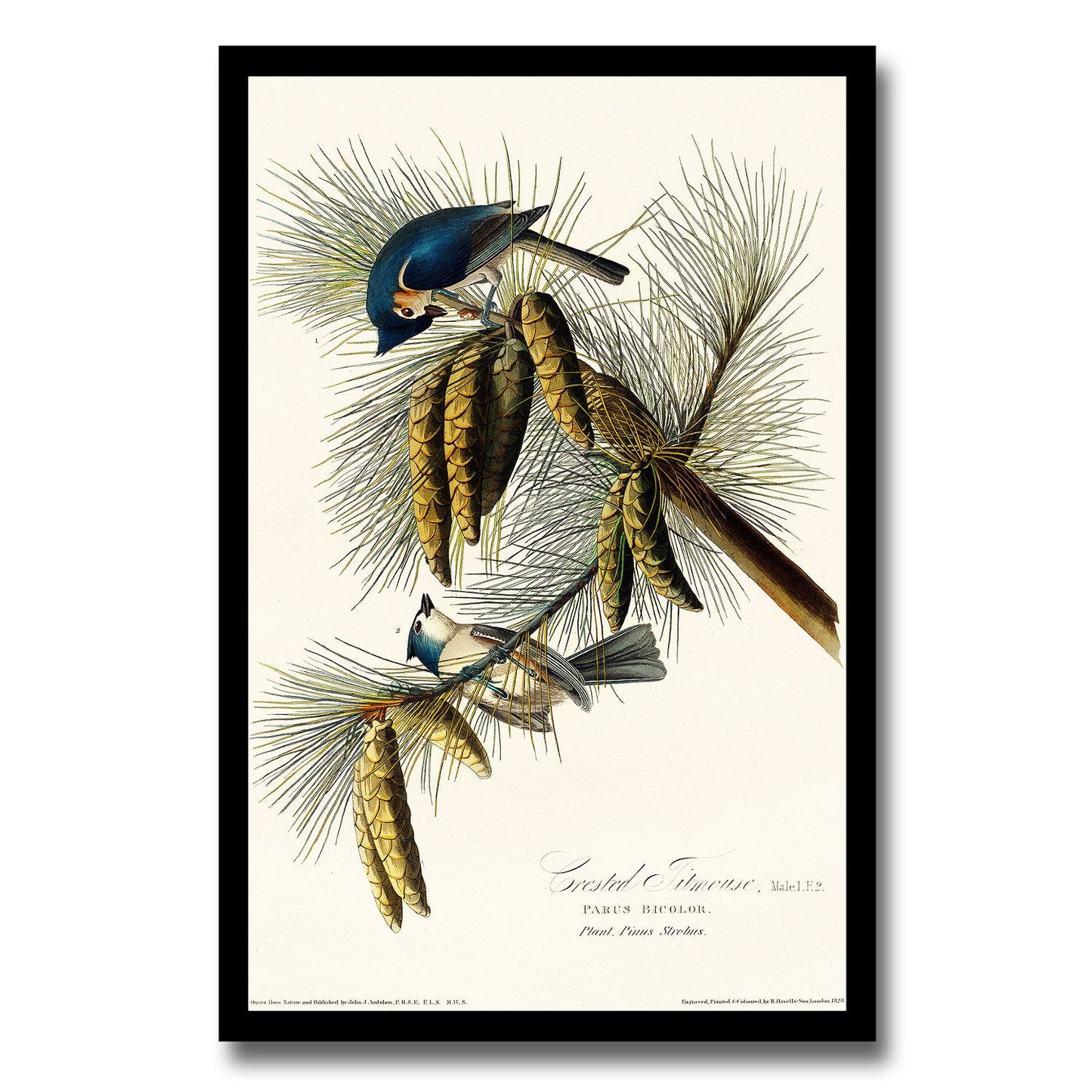 Connecticut Warbler by John J. Audubon