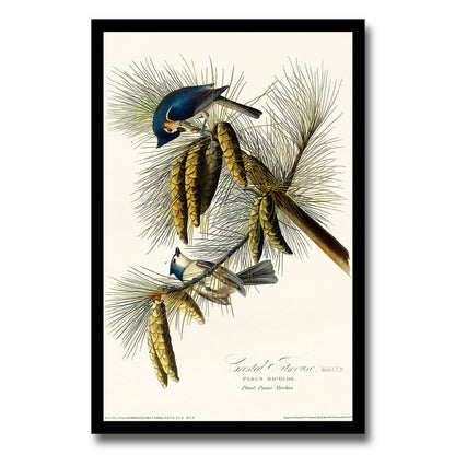 Crested Titmouse by John J. Audubon