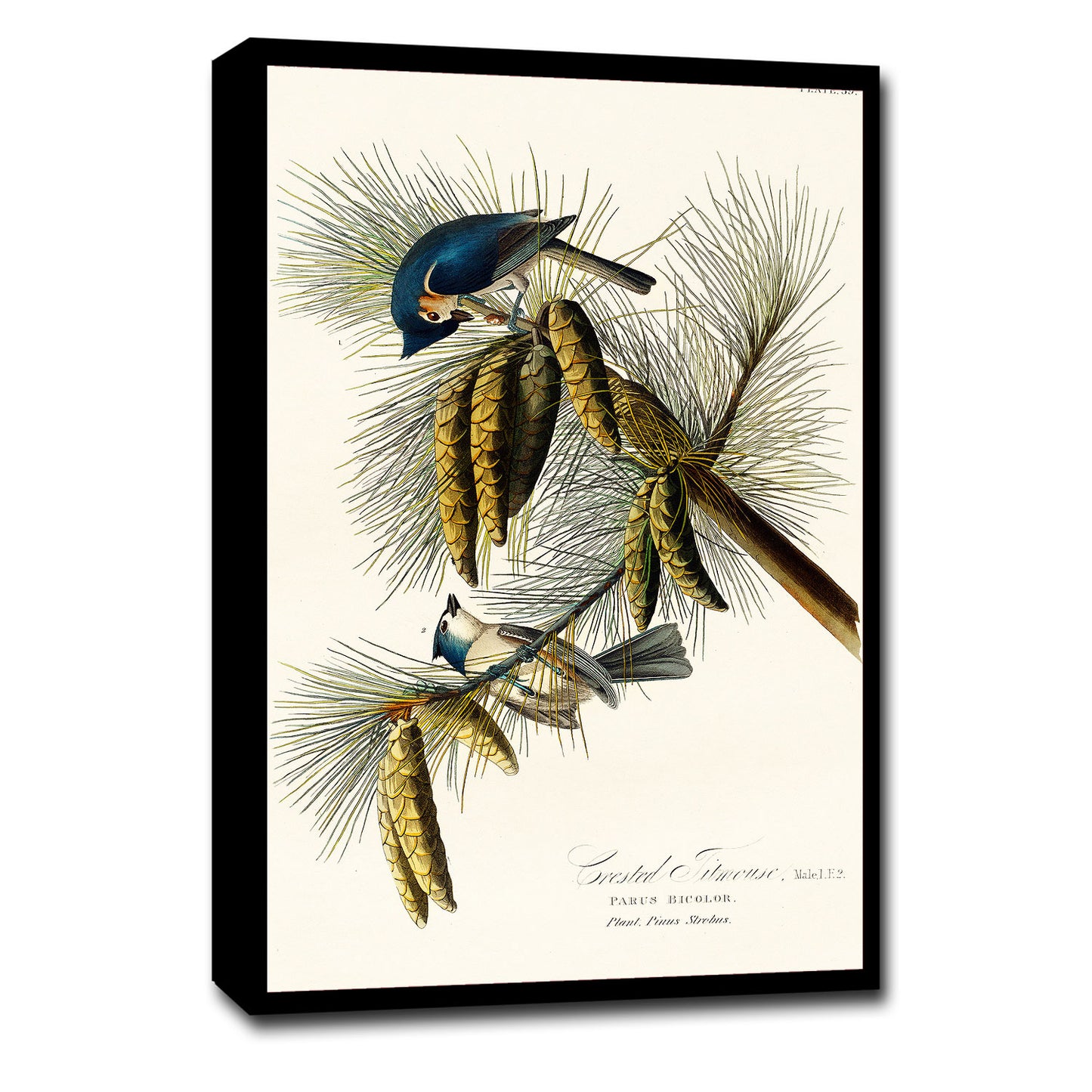A framed print of a Crested Titmouse bird perched on pine branches, featuring a black border and wooden frame.
