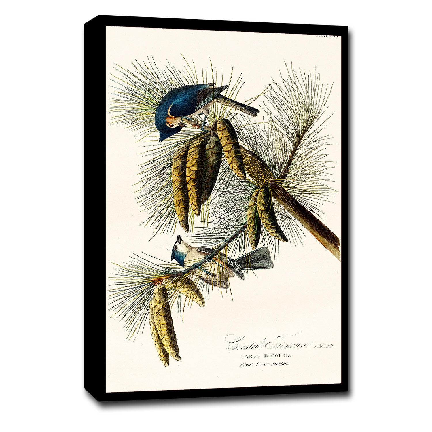 A framed print of a Crested Titmouse bird perched on pine branches, featuring a black border and wooden frame.