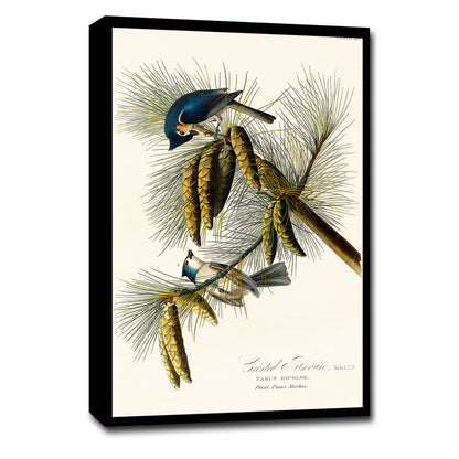 A framed print of a Crested Titmouse bird perched on pine branches, featuring a black border and wooden frame.