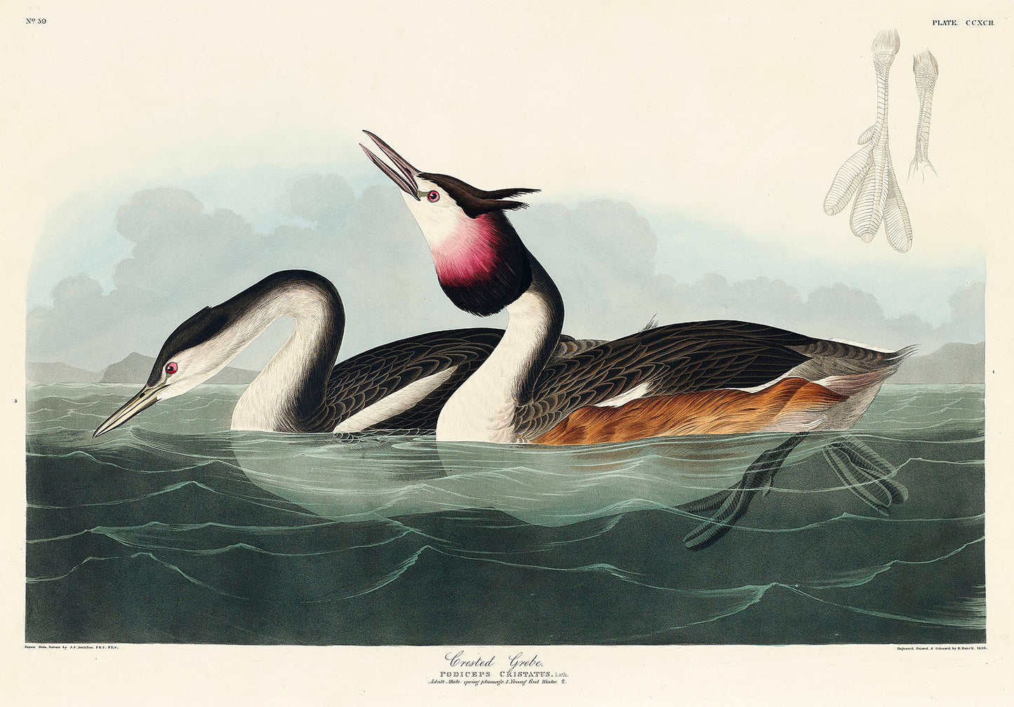 Crested Grebe from Birds of America (1827) by John James Audubon