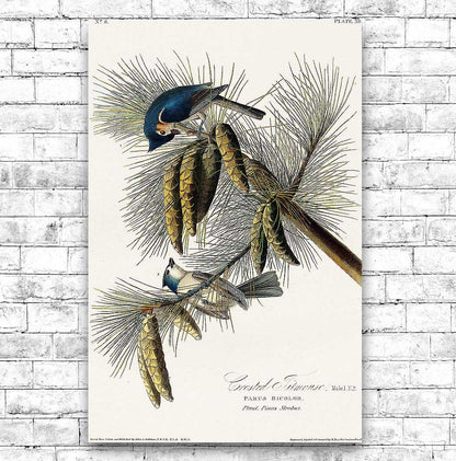 Crested Titmouse by John J. Audubon