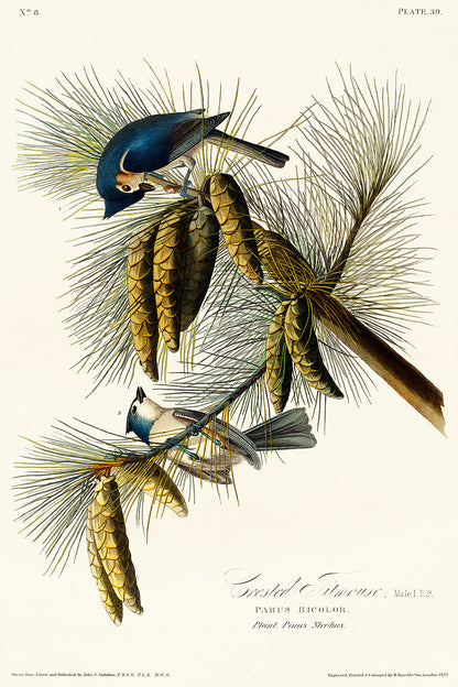 A framed print of a Crested Titmouse bird perched on pine branches, featuring a black border and wooden frame.