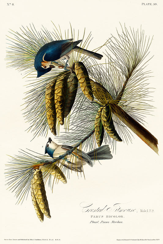 A framed print of a Crested Titmouse bird perched on pine branches, featuring a black border and wooden frame.
