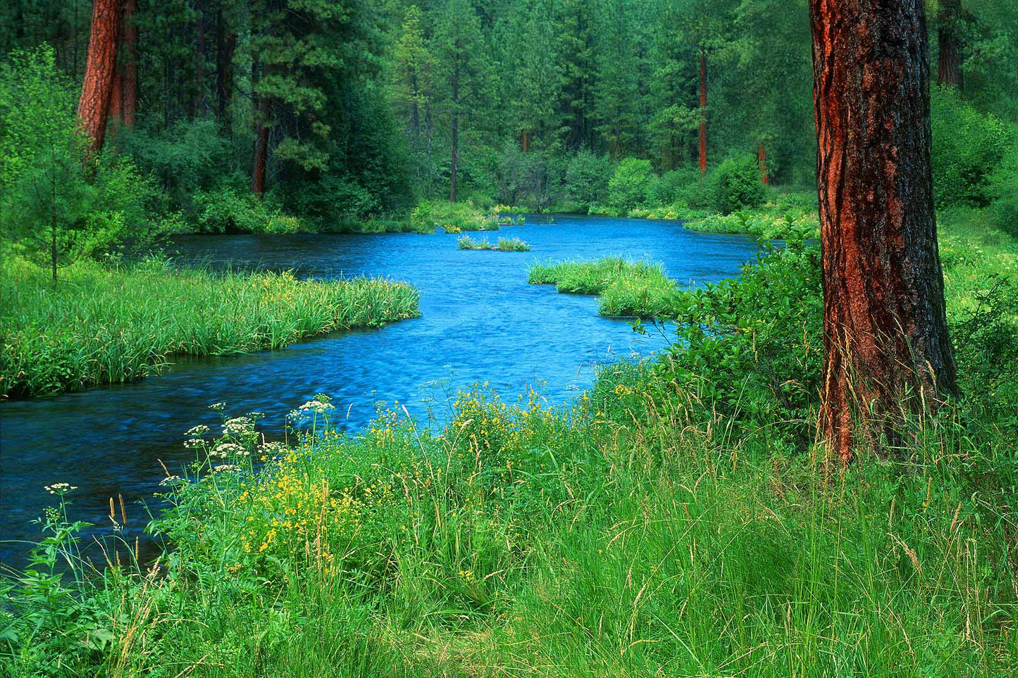 Deschutes National Forest Metolius River