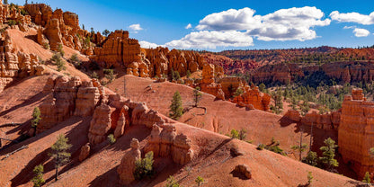 Dixie National Forest - Multi-Paneled Mural, Choose Number of Panels, Total Size, and Accent Color.
