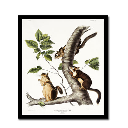 Douglass's Squirrel by John J. Audubon