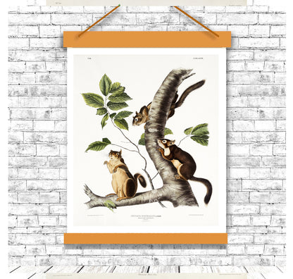 Douglass's Squirrel by John J. Audubon