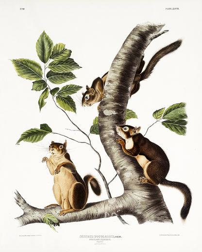 A framed print depicting two squirrels on a tree branch with leaves, in shades of beige, brown, and green on a white background.