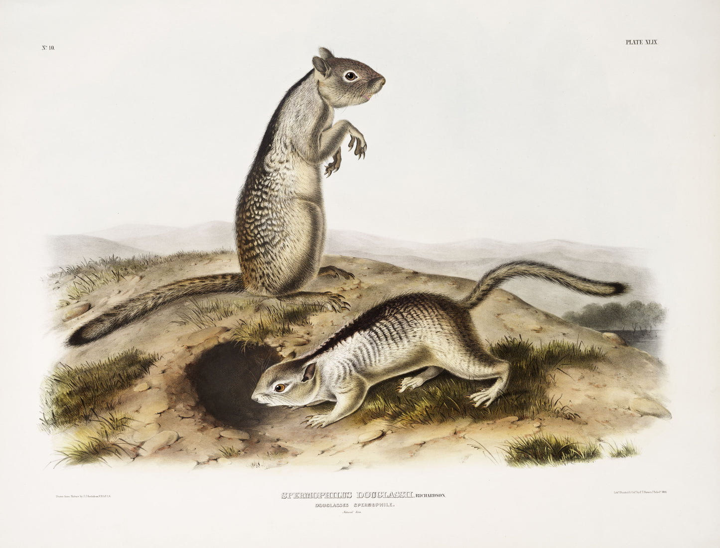 Douglasse's Spermophile (Spermophilus Douglassii) by John James Audubon