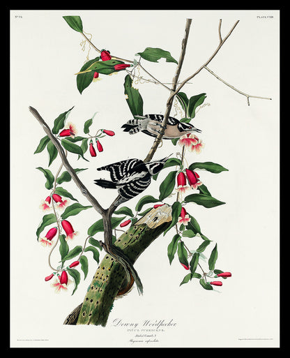 Downy Woodpecker by John J. Audubon