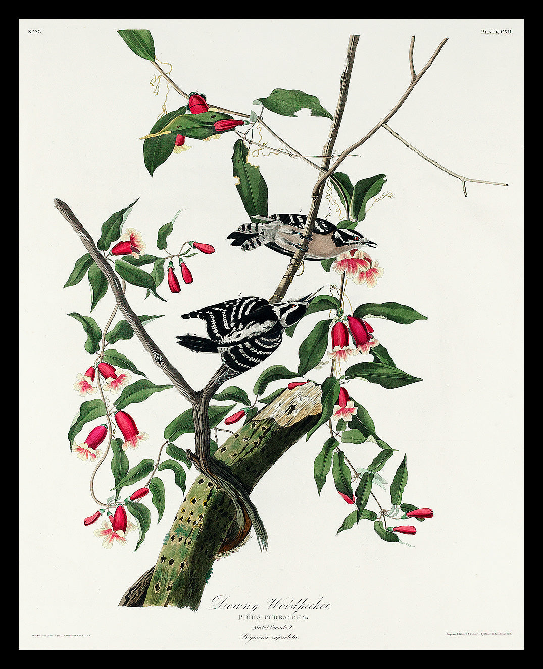 Downy Woodpecker by John J. Audubon