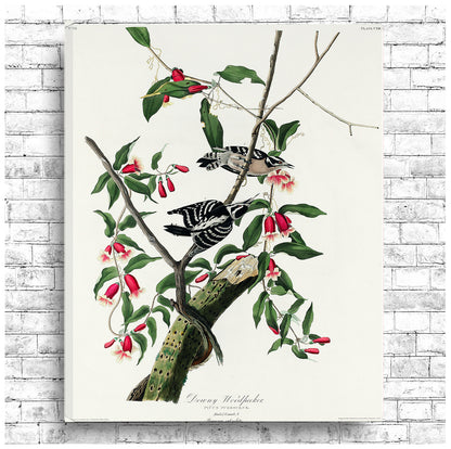 A framed print of a Downy Woodpecker by John J. Audubon, featuring a colorful illustration of the bird on a tree branch.