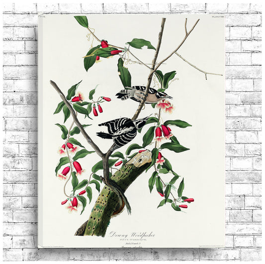 A framed print of a Downy Woodpecker by John J. Audubon, featuring a colorful illustration of the bird on a tree branch.