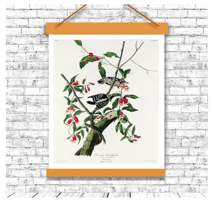 Downy Woodpecker by John J. Audubon