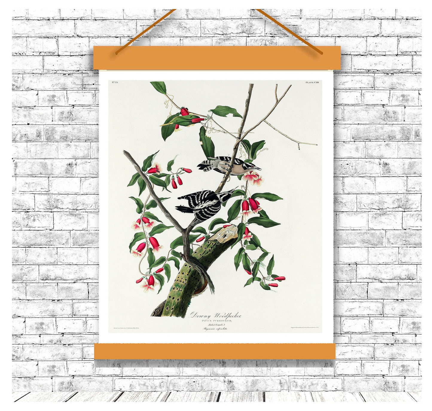 Downy Woodpecker by John J. Audubon