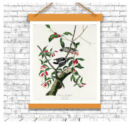 Downy Woodpecker by John J. Audubon