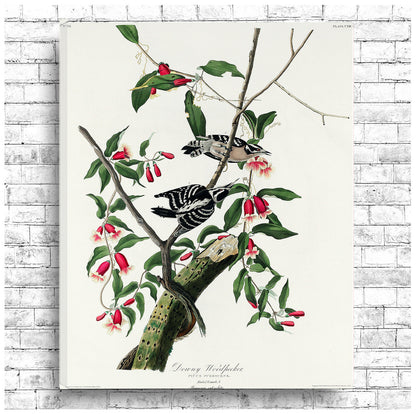 Downy Woodpecker by John J. Audubon