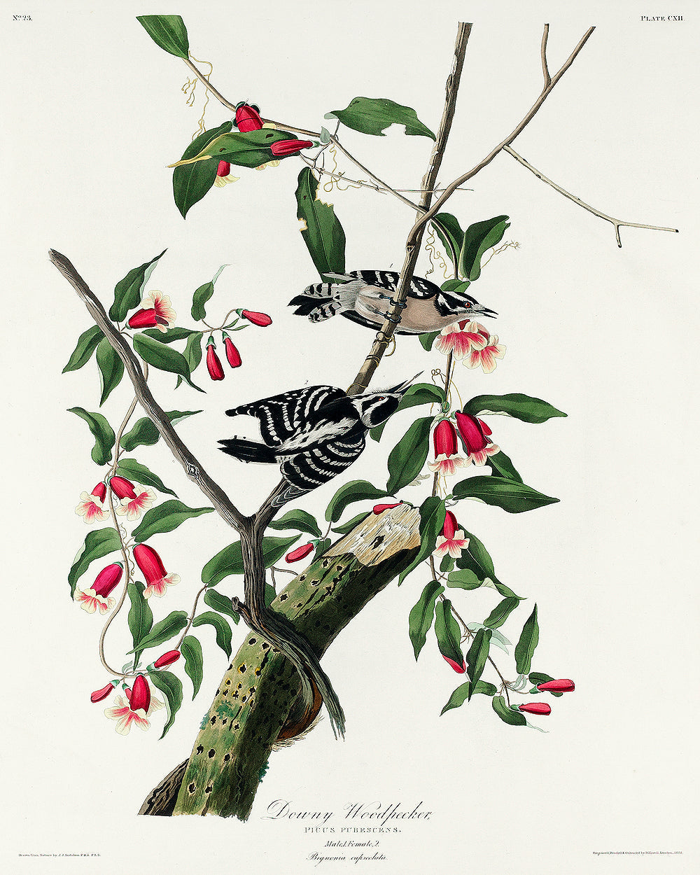 Florida Jay by John J. Audubon