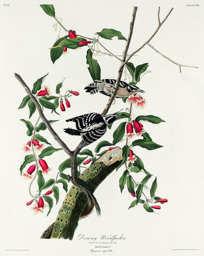 Florida Jay by John J. Audubon