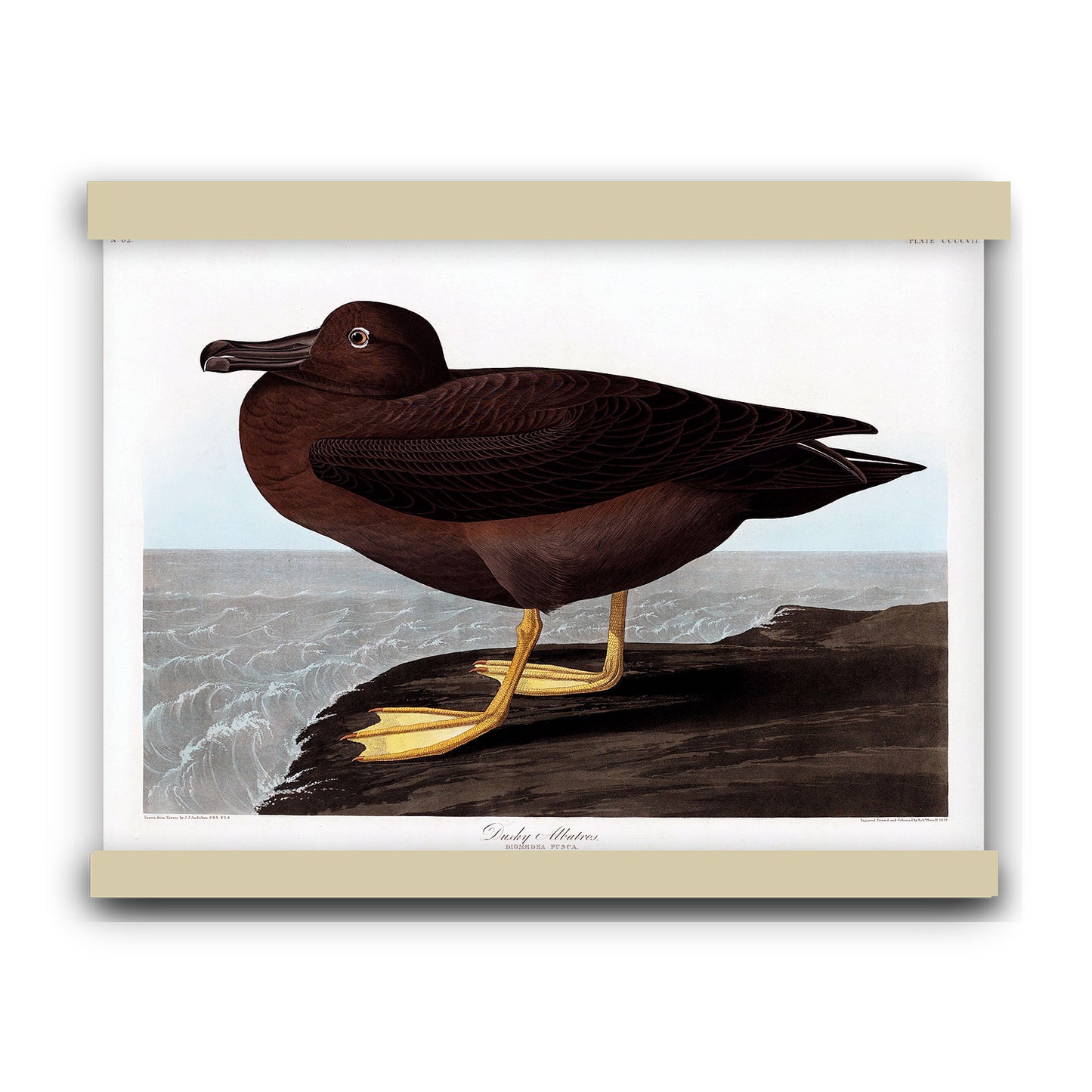 Dusky Albatros from Birds of America (1827) by John James Audubon | Hanging Canvas Art | Choice of Board Colors