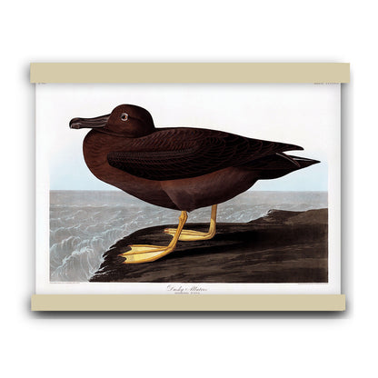 Dusky Albatros from Birds of America (1827) by John James Audubon | Hanging Canvas Art | Choice of Board Colors