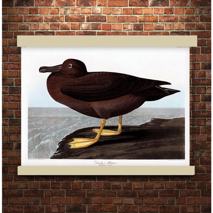 Dusky Albatros from Birds of America (1827) by John James Audubon | Hanging Canvas Art | Choice of Board Colors