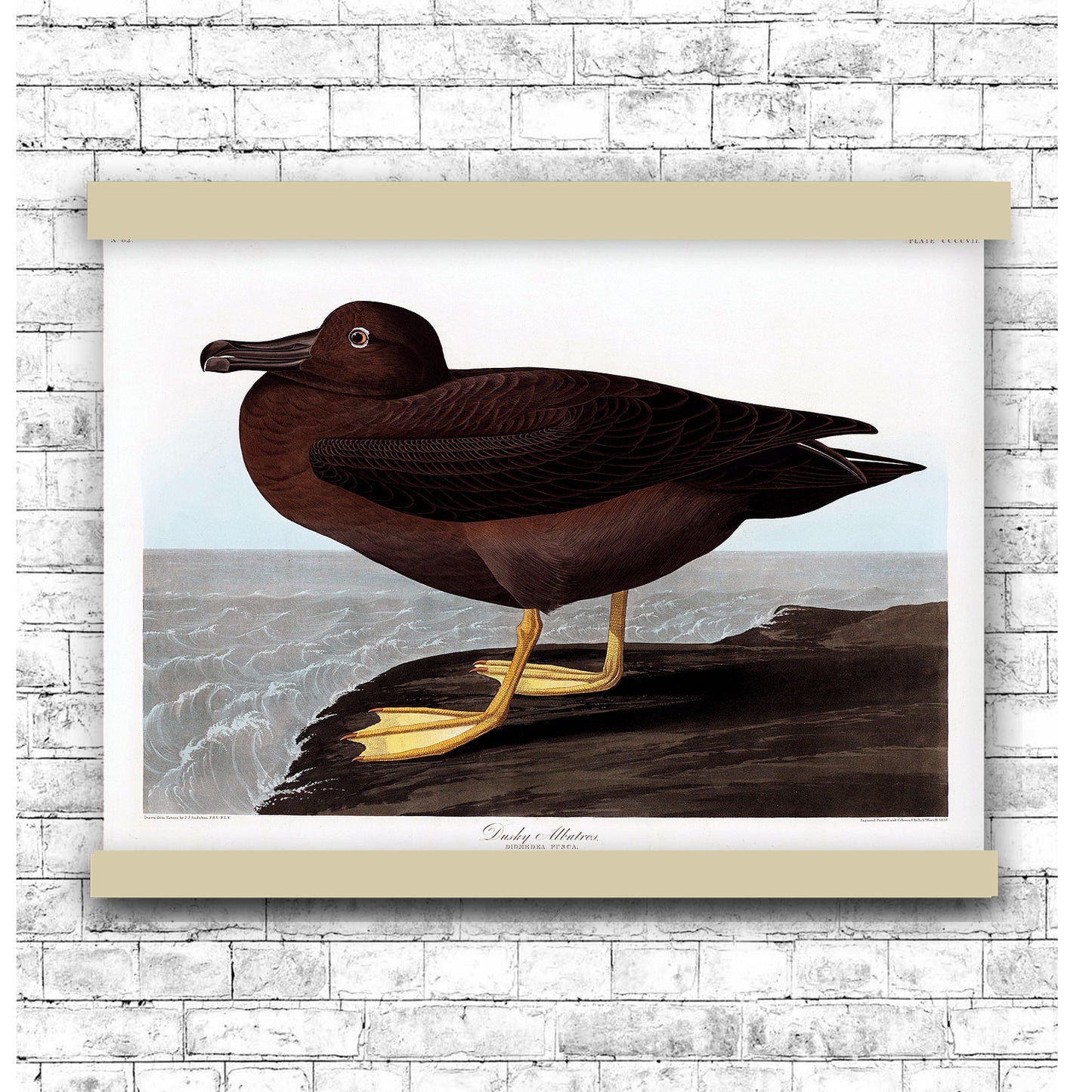 Dusky Albatros from Birds of America (1827) by John James Audubon | Hanging Canvas Art | Choice of Board Colors