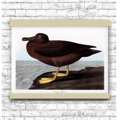 Dusky Albatros from Birds of America (1827) by John James Audubon | Hanging Canvas Art | Choice of Board Colors