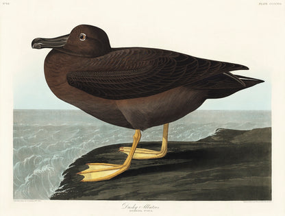 A color illustration of a dusky albatross from the series 'Birds of America' by John James Audubon.