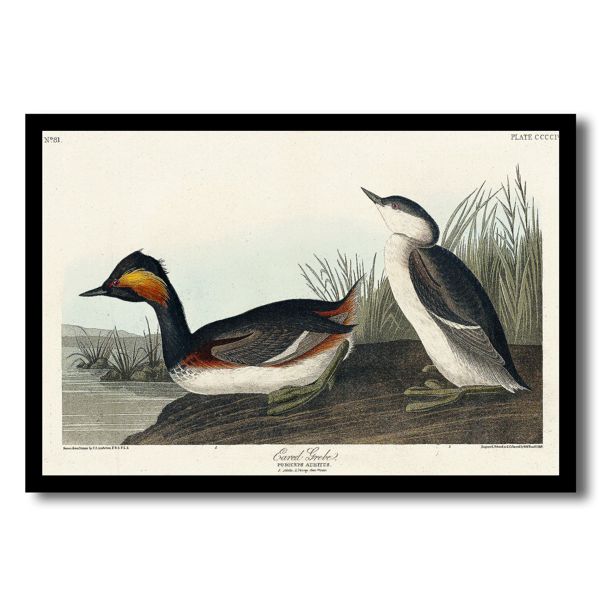 Eared Grebe by John J. Audubon
