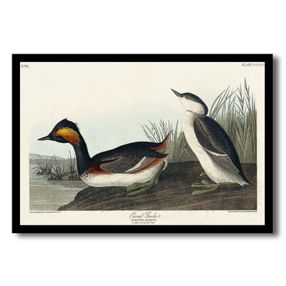 Eared Grebe by John J. Audubon