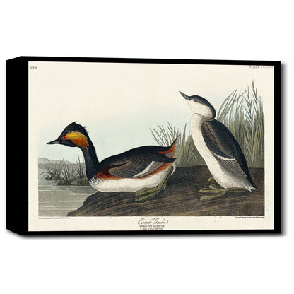 Eared Grebe by John J. Audubon